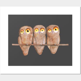 Three owls Posters and Art